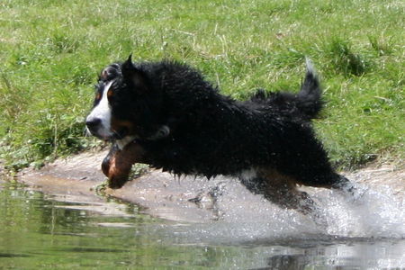 Berner Sennenhund Das ist Heini !