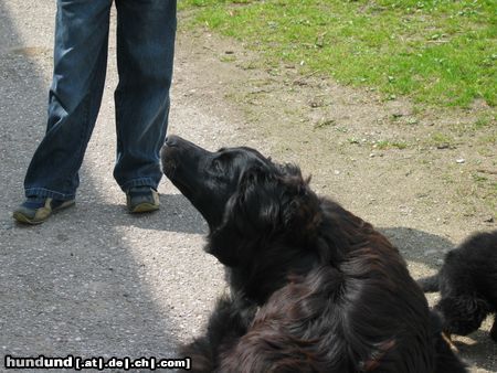 Berner Sennenhund mein kleiner berner mix luke mit 9 wochen.