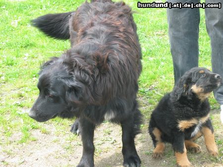 Berner Sennenhund mein kleiner berner mix luke mit 9 wochen.