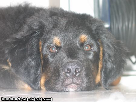 Berner Sennenhund mein kleiner luke