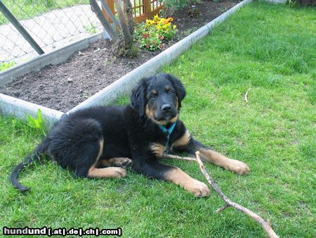 Berner Sennenhund mein kleiner luke