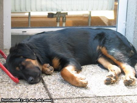 Berner Sennenhund mein kleiner mit 5 monaten