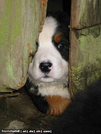 Berner Sennenhund Bianca