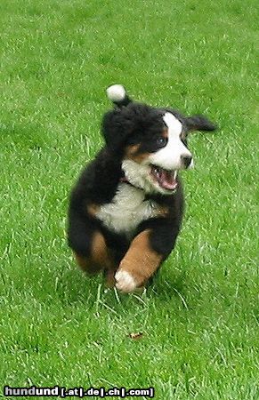 Berner Sennenhund Bianca 3