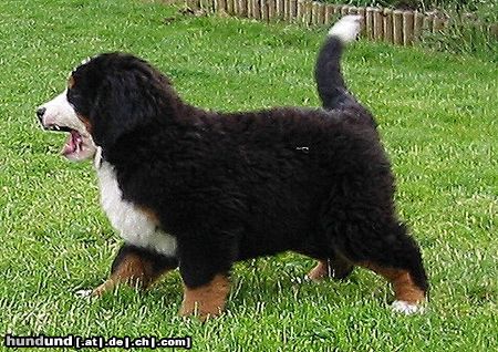 Berner Sennenhund Bianca 2