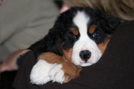 Berner Sennenhund GoldDust 