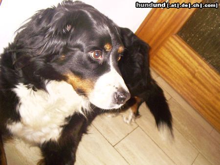 Berner Sennenhund Ist sie nicht süß, unsere Laika?