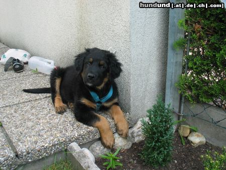 Berner Sennenhund mein kleiner luke