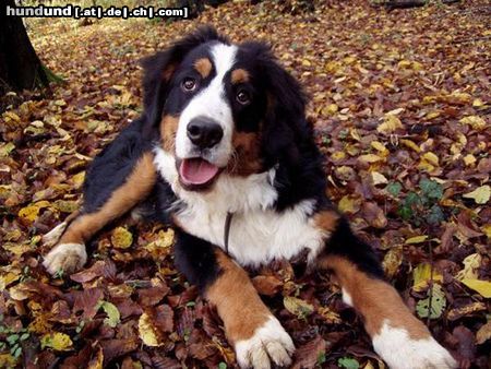 Berner Sennenhund 7 Monate alt