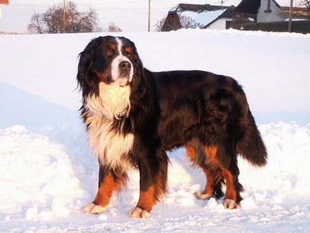 Berner Sennenhund Jury v. Wiesmadern