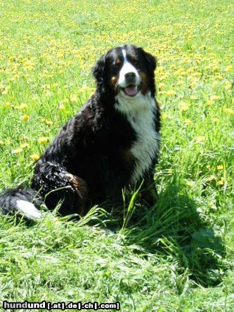 Berner Sennenhund Gabi in der Blumenwiese