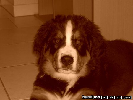 Berner Sennenhund Kayo 12 Wochen alt