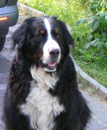 Berner Sennenhund Kenney von WIesmadern