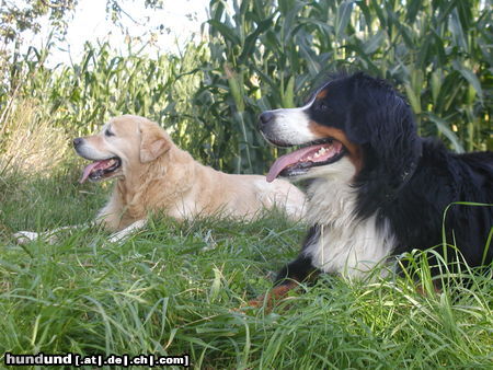 Berner Sennenhund White and Black - gute Freunde