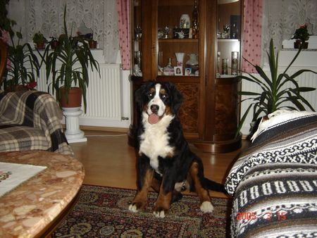 Berner Sennenhund