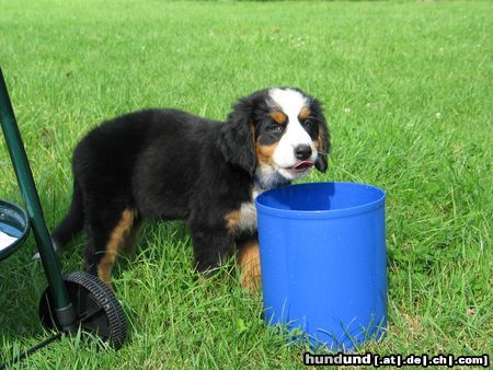 Berner Sennenhund Bin erst 3 Monate hab aber Durst wie ein Grosser