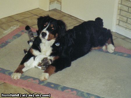 Berner Sennenhund Luna und Nico