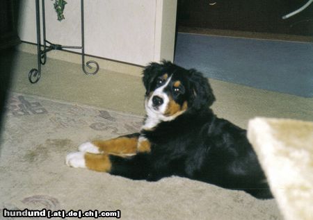 Berner Sennenhund