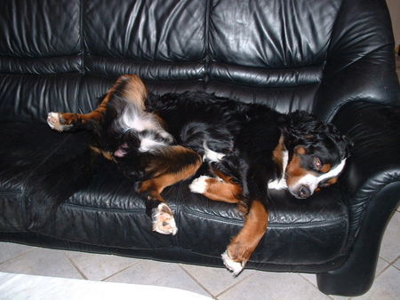 Berner Sennenhund unser müder Berner