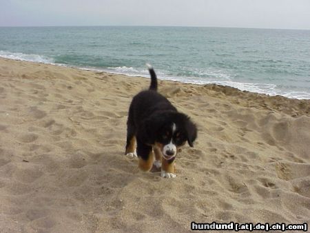 Berner Sennenhund Duque 8 Wochen alt - am Strand