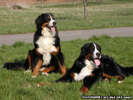 Berner Sennenhund Ein Herz und eine Seele