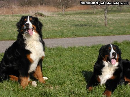 Berner Sennenhund