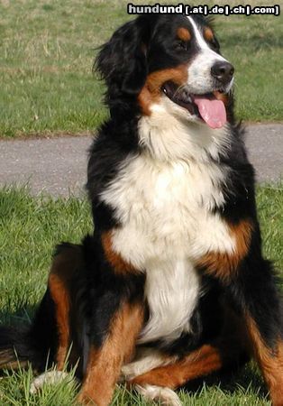 Berner Sennenhund Hier können sich alle notorischen Negativ-Bewerter wieder austoben - viel Vergnügen!!