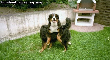 Berner Sennenhund (MAJA) ...Auch Mädchen sind mal oben 