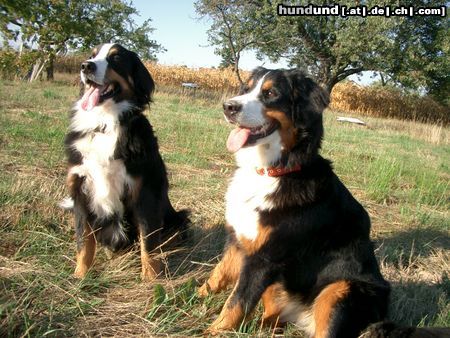 Berner Sennenhund Max + Maja / Gute Freunde