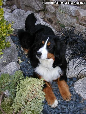 Berner Sennenhund Maja - März '03