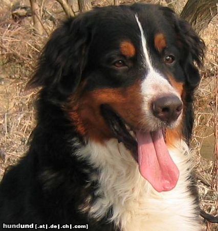 Berner Sennenhund Borys Bernitus