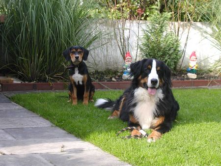 Berner Sennenhund Max+Mirko/Okt02