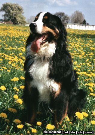 Berner Sennenhund Max und seine Wiese