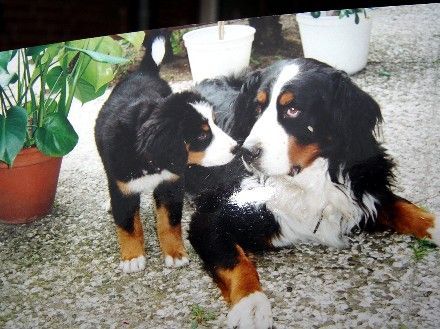 Berner Sennenhund Kl Henry,9 Wochen und Joschi 11 Jahre