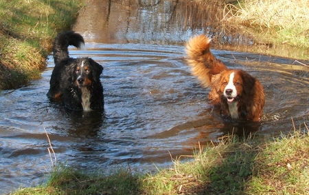 Berner Sennenhund Mr.Monk (li.) und Lea