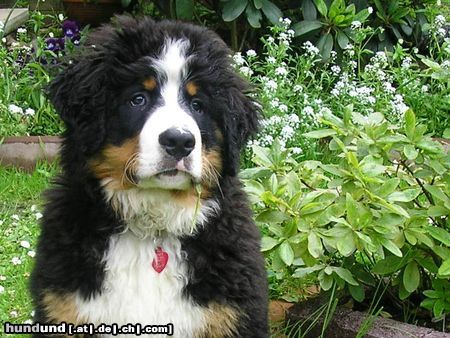 Berner Sennenhund Unser Bärchen 