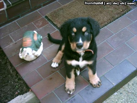 Berner Sennenhund Mit der Schnecke habe ich mich schon angefreundet:-)))