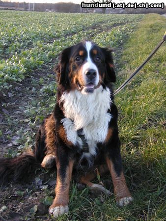 Berner Sennenhund Hallo liebe Hundefreunde, ich heiße ONA