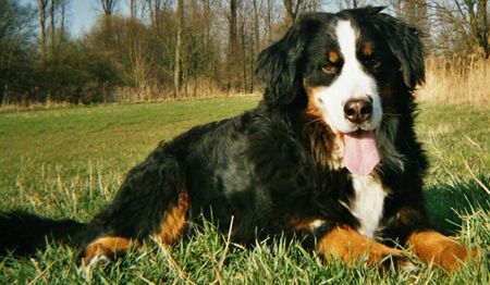 Berner Sennenhund Mein Goldschatz Oscar (24.02.1997-04.12.2003)