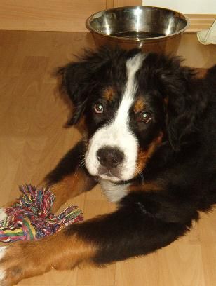 Berner Sennenhund Otto mit seinem Lieblingsspielzeug