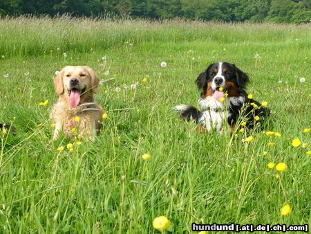 Berner Sennenhund Buddy (li.) + Eddi 