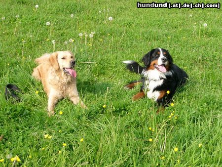 Berner Sennenhund Buddy (li.) + Eddi 