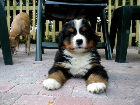 Berner Sennenhund tinus