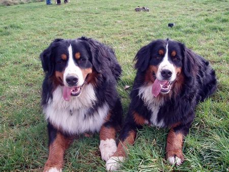 Berner Sennenhund Die Bernerrasselbande von der Alfenhard