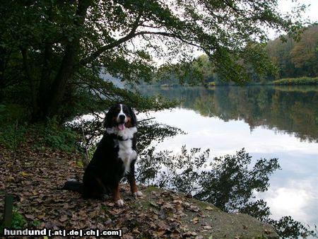 Berner Sennenhund Eddi 