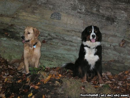 Berner Sennenhund Eddi und Buddy