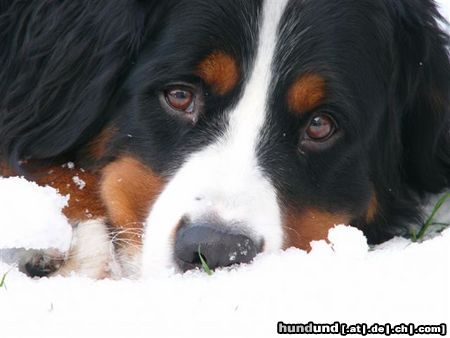 Berner Sennenhund Eddi im Schnee