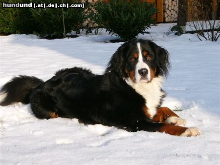 Berner Sennenhund Eddi im Schnee