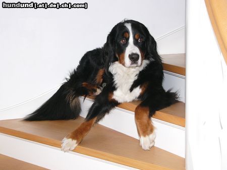 Berner Sennenhund Eddi