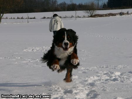 Berner Sennenhund Eddi - Ich fliiiiegeee !!